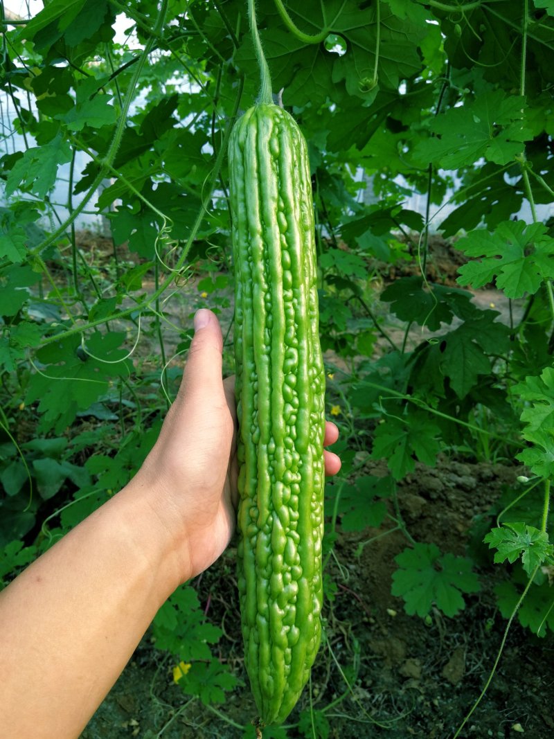 豪迈系列苦瓜苗