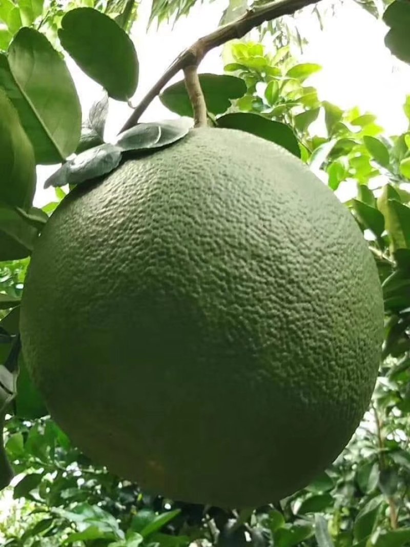 越南青皮红心柚