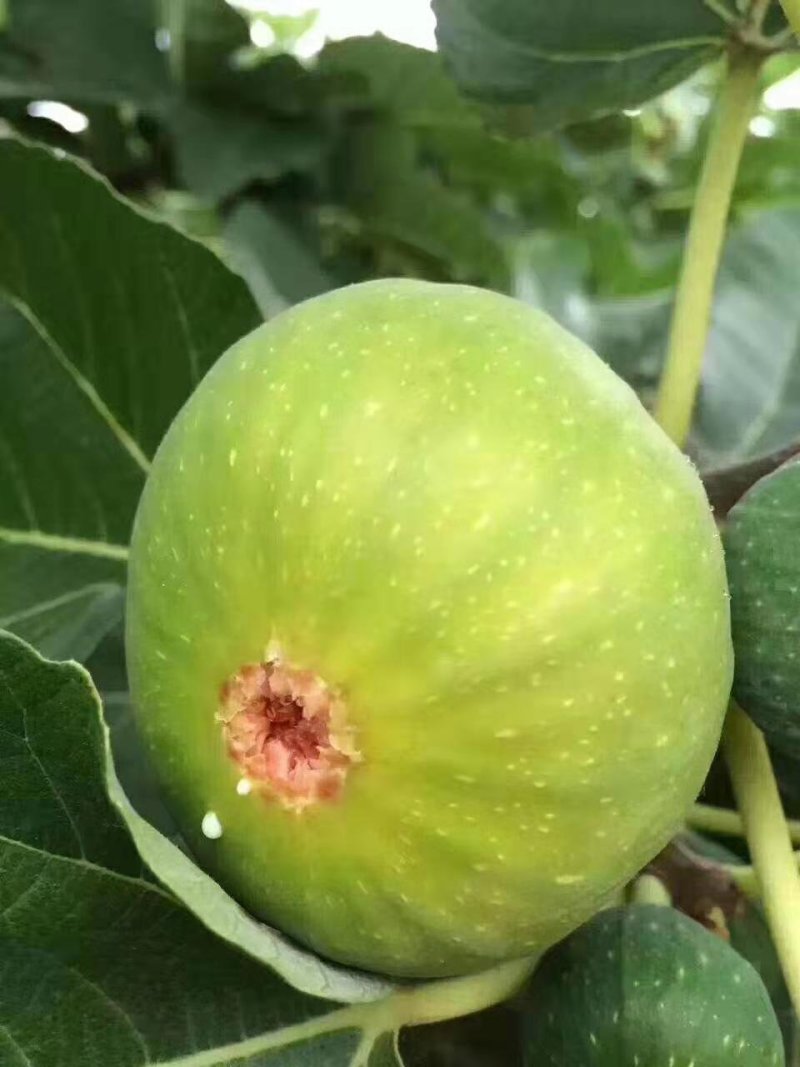 无花果