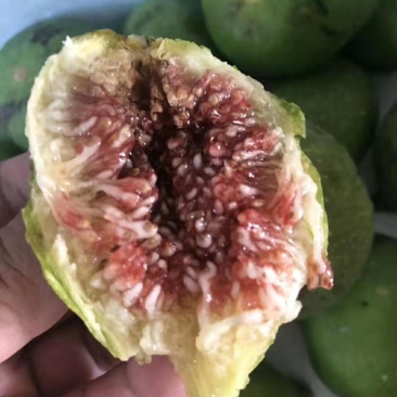 无花果