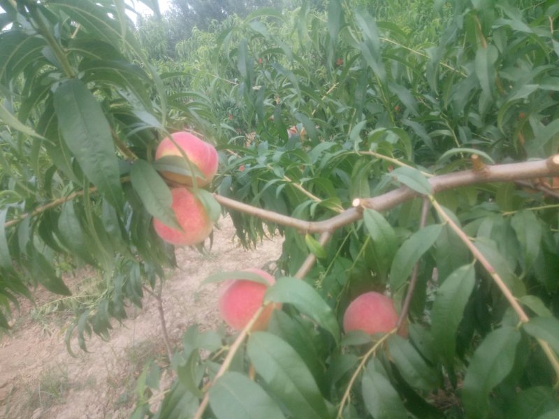 红夏桃
