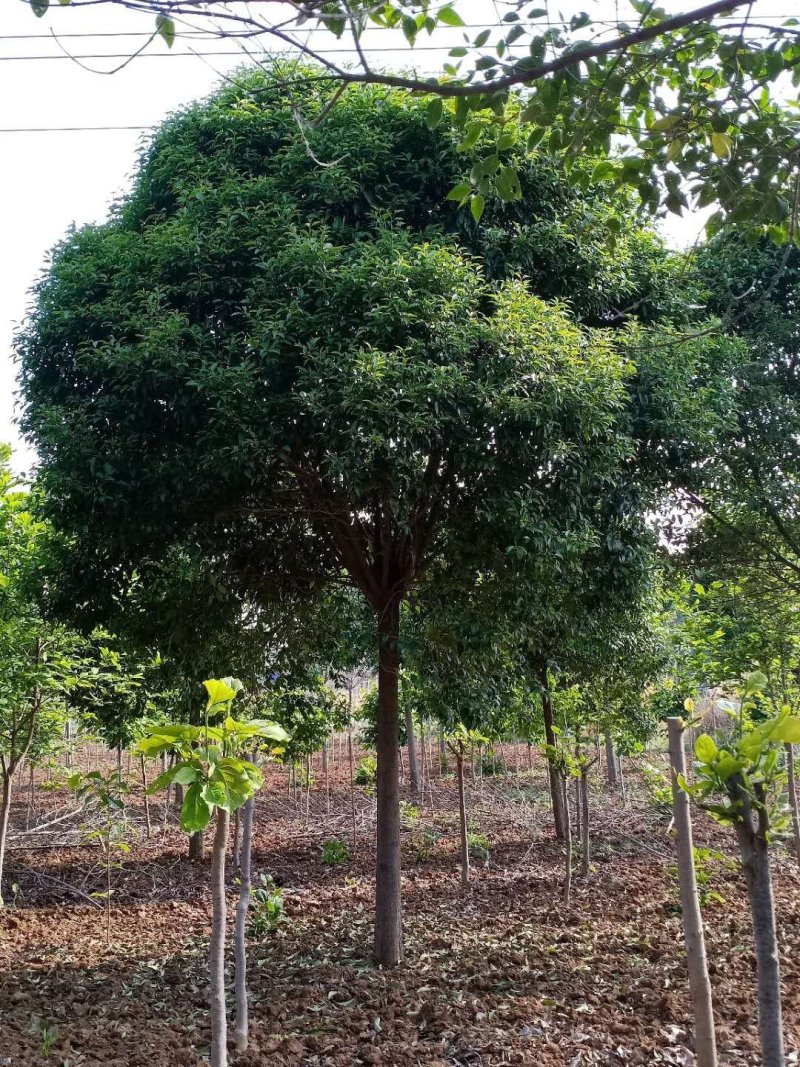 河南南阳大叶女贞自家种植基地规格齐全欢迎采购