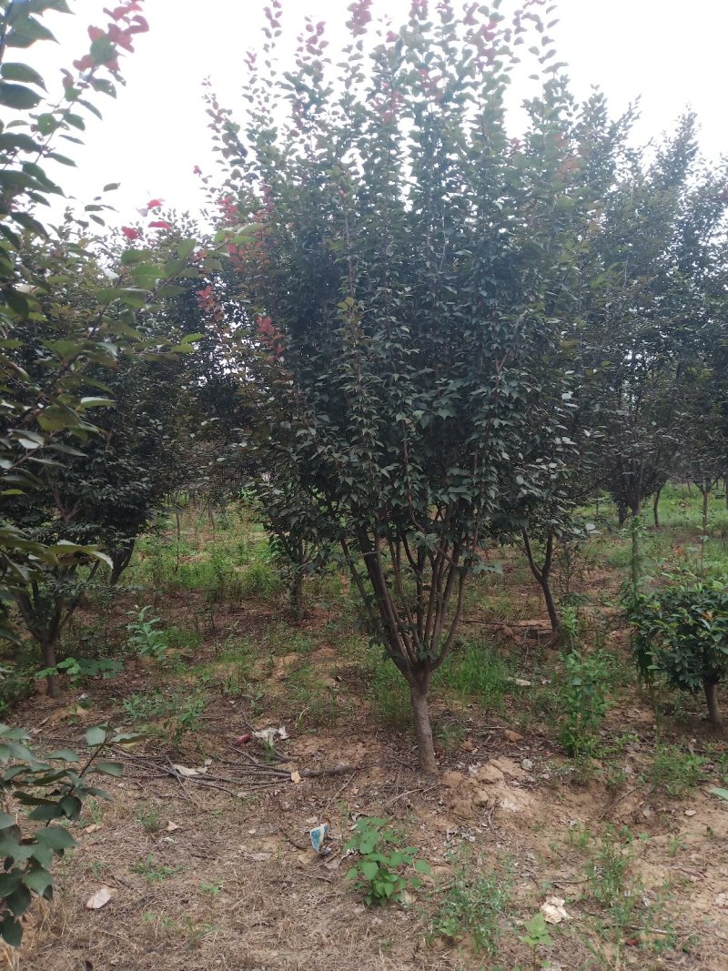 红梅适用全国各地种植。可提供技术种植技术。占地100亩。