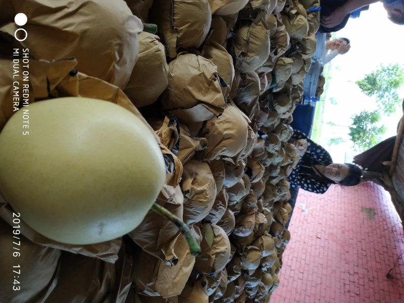 精品黄冠梨，黄金梨，大量供应馆陶众康果品市场