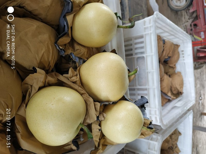 精品黄冠梨，黄金梨，大量供应馆陶众康果品市场