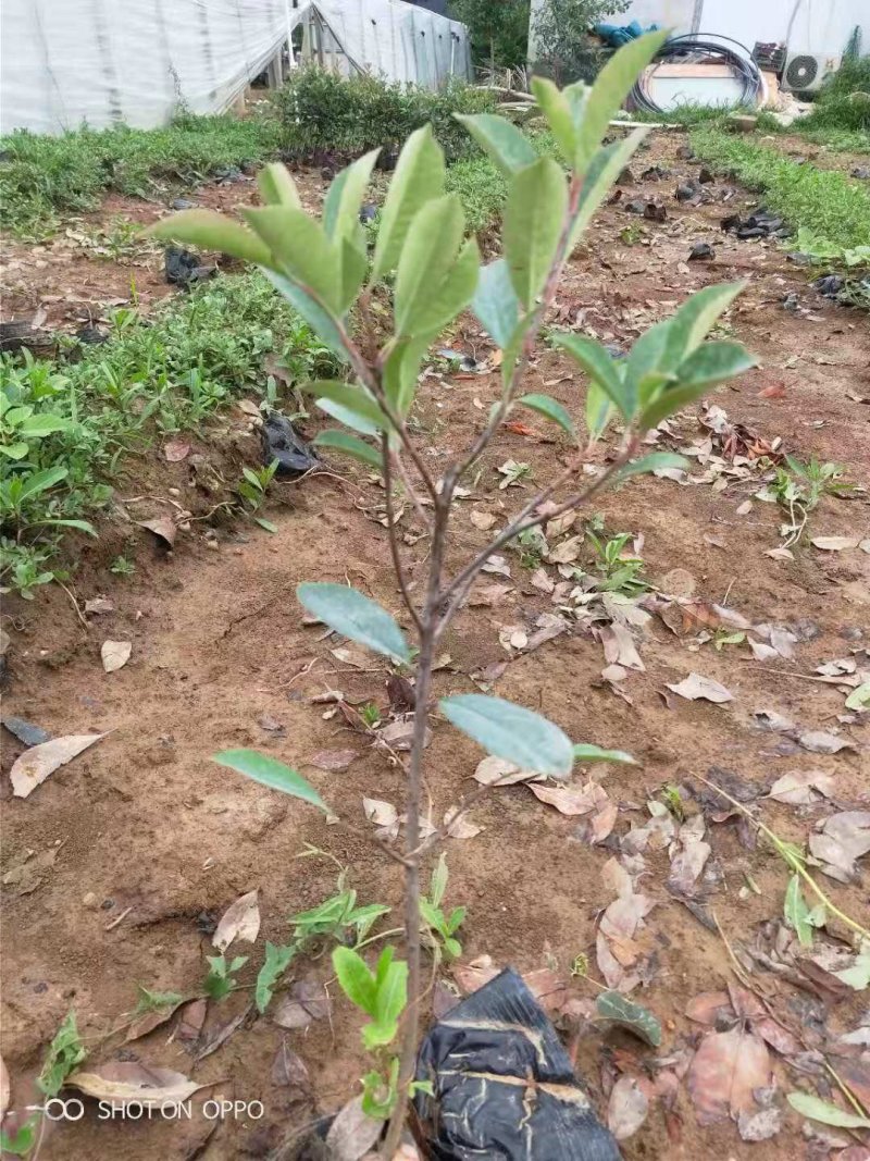 红叶石楠基地直销园林绿化规格齐全质优价廉