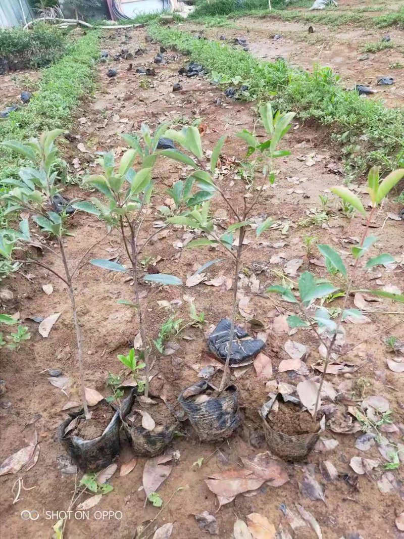 红叶石楠基地直销园林绿化规格齐全质优价廉