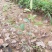 红叶石楠基地直销园林绿化规格齐全质优价廉