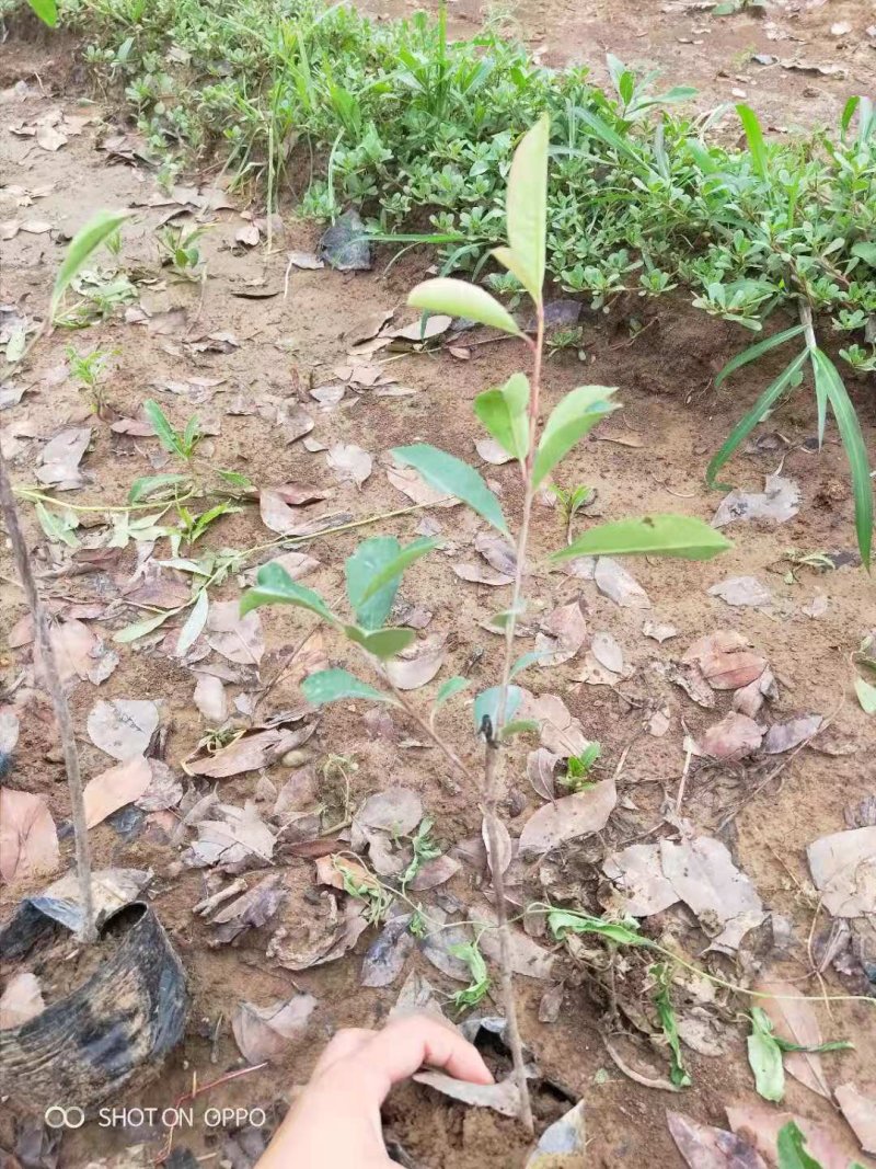 红叶石楠基地直销园林绿化规格齐全质优价廉