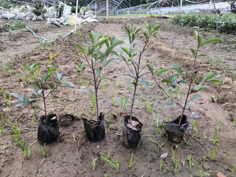 红叶石楠基地直销园林绿化规格齐全质优价廉