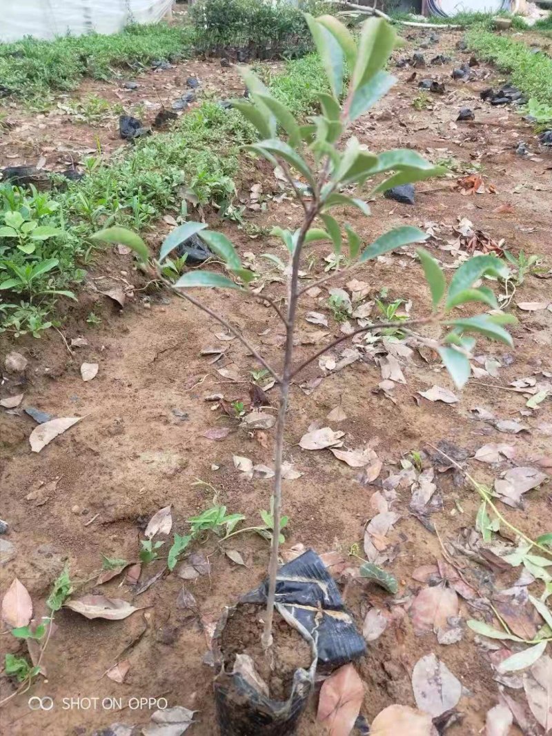 红叶石楠基地直销园林绿化规格齐全质优价廉