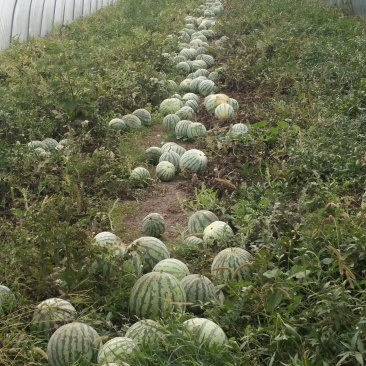 特大喜讯正宗8424清棚瓜，有要的联系我！