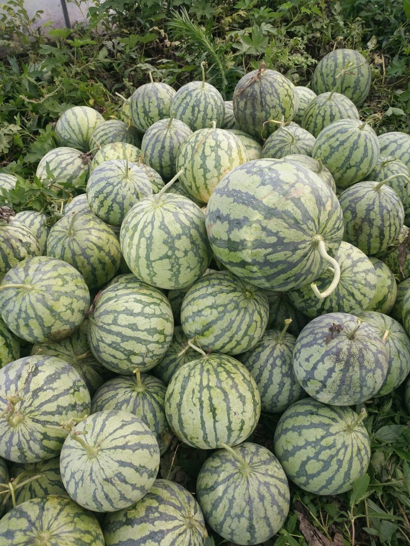 特大喜讯正宗8424清棚瓜，有要的联系我！