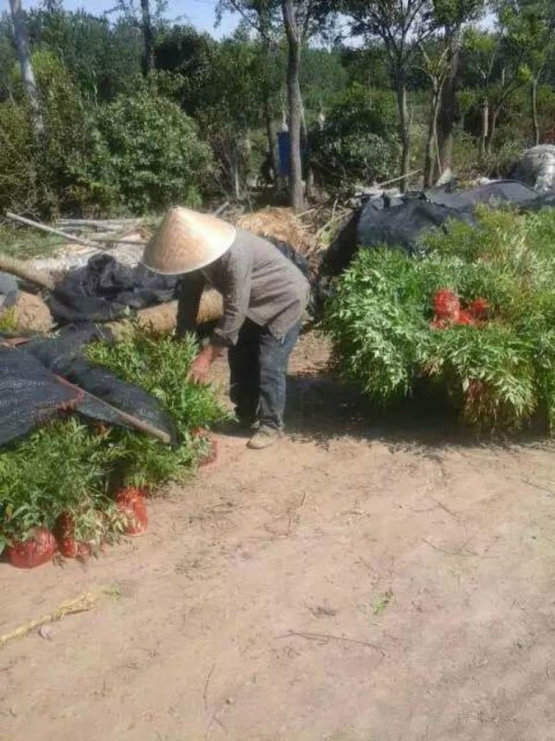 沭阳大型南天竹种植基地大量销售中价格优惠