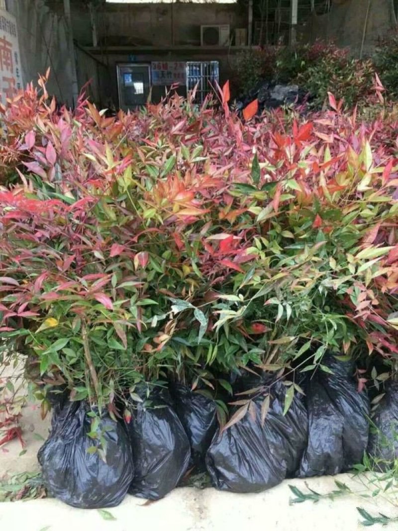 沭阳大型南天竹种植基地大量销售中价格优惠