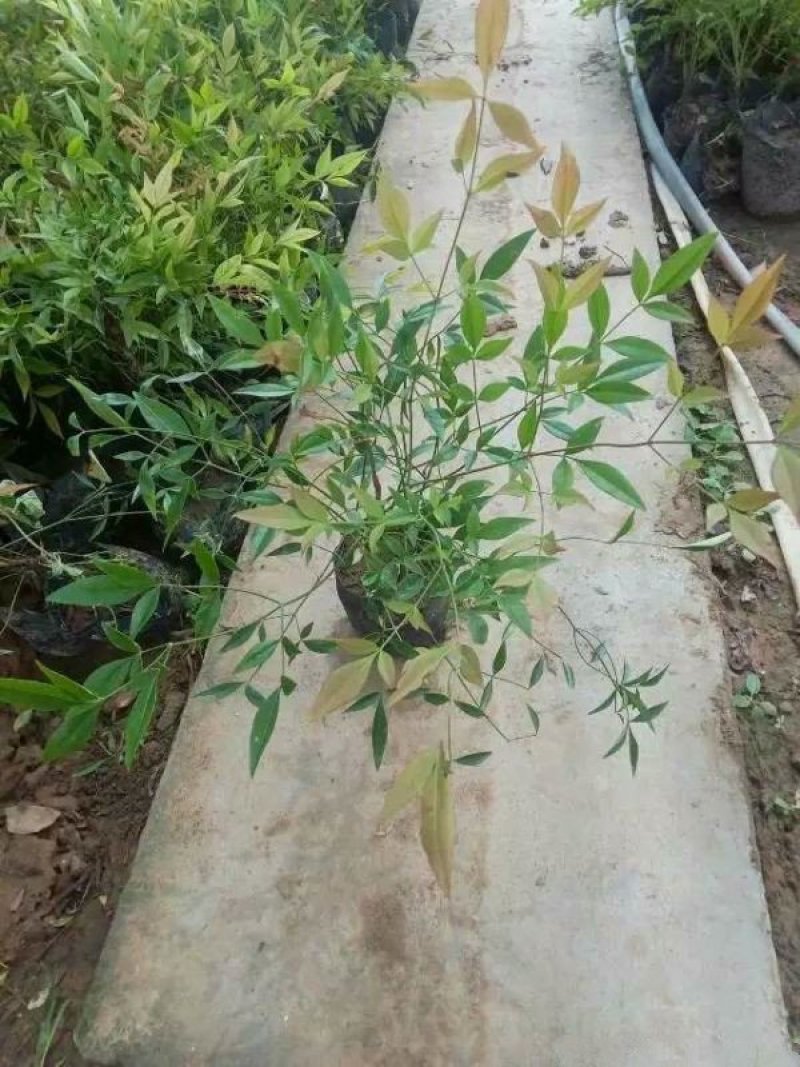 沭阳大型南天竹种植基地大量销售中价格优惠