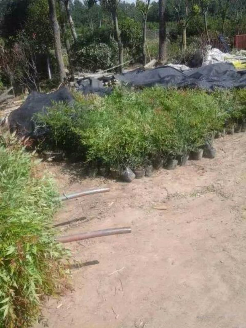 沭阳大型南天竹种植基地大量销售中价格优惠