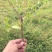 沭阳大型南天竹种植基地大量销售中价格优惠