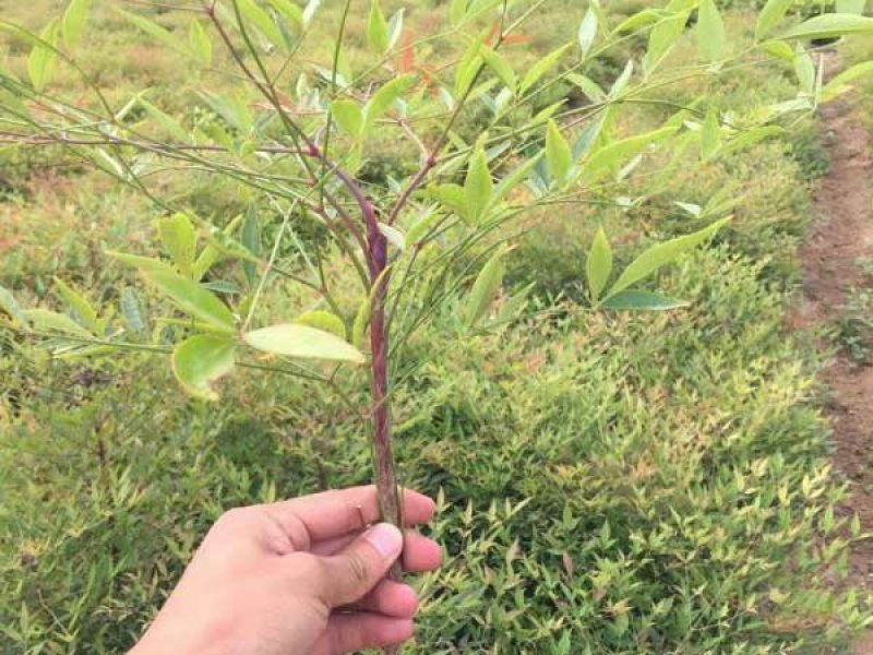 沭阳大型南天竹种植基地大量销售中价格优惠
