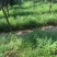 沭阳大型南天竹种植基地大量销售中价格优惠