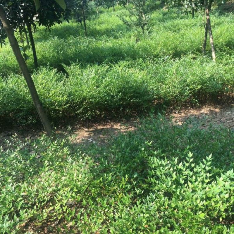沭阳大型南天竹种植基地大量销售中价格优惠