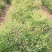 沭阳大型南天竹种植基地大量销售中价格优惠