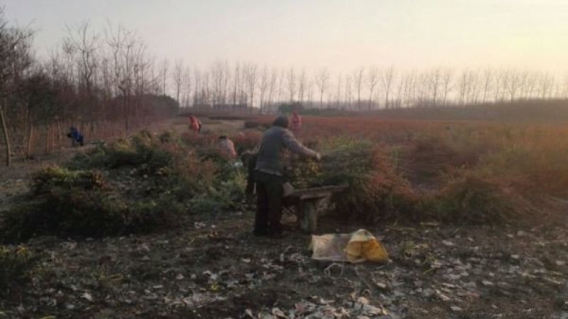 常年批发供应火棘火棘基地大量销售中