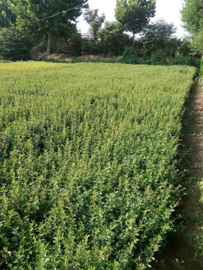 常年批发供应火棘火棘基地大量销售中