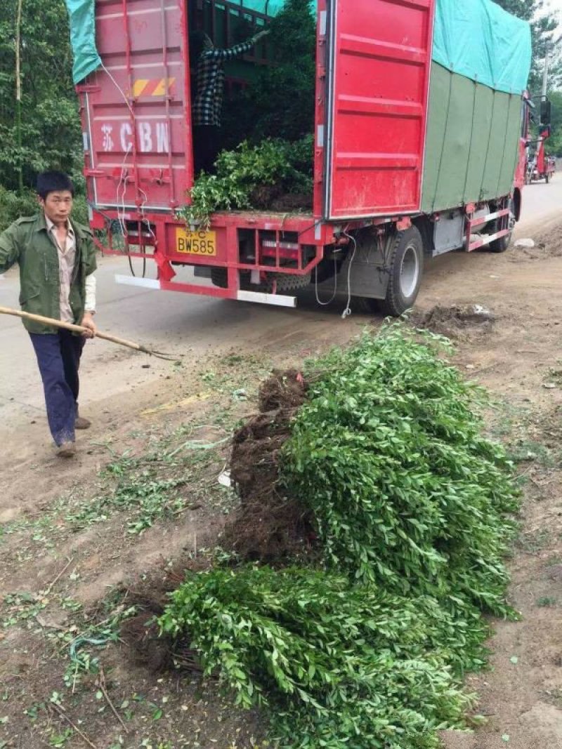 常年批发供应火棘火棘基地大量销售中
