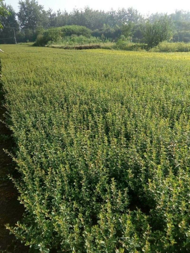 常年批发供应火棘火棘基地大量销售中