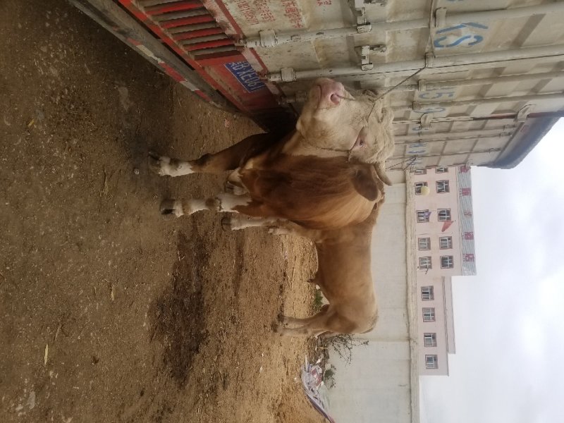 肉牛