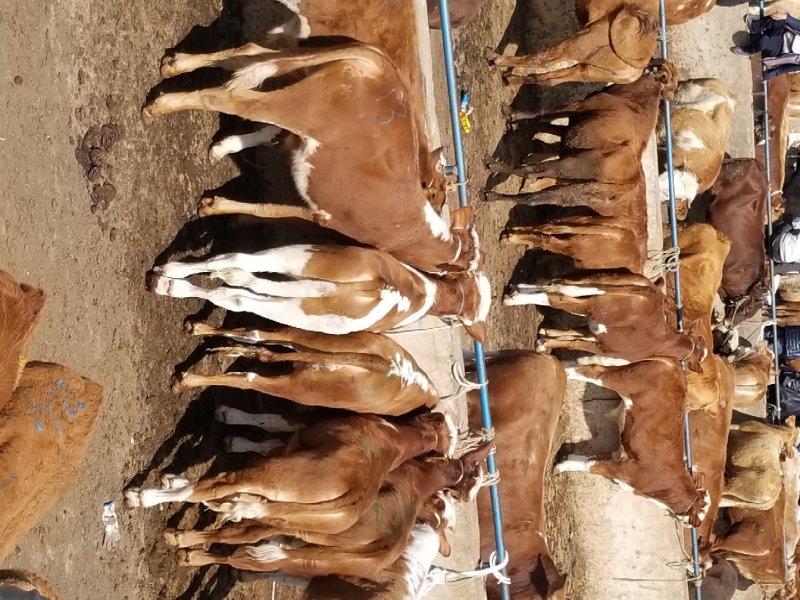 肉牛