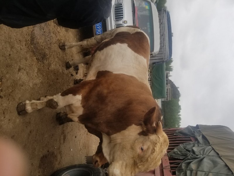 肉牛
