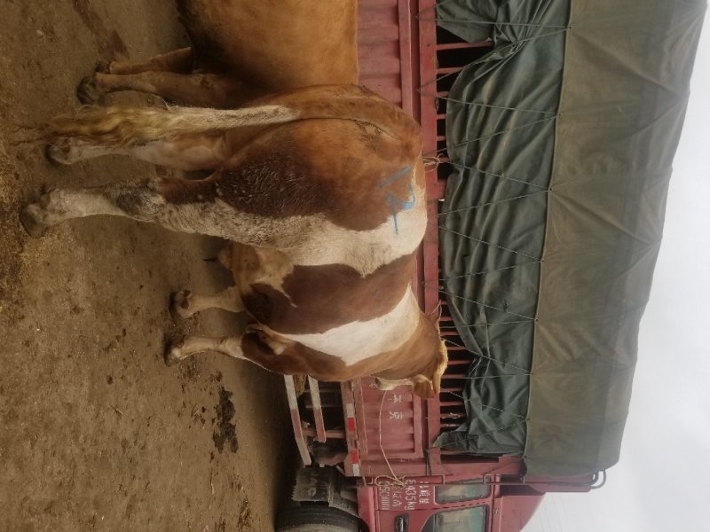 肉牛