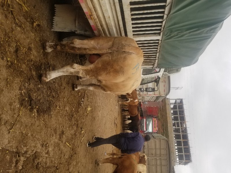 肉牛