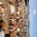 肉牛