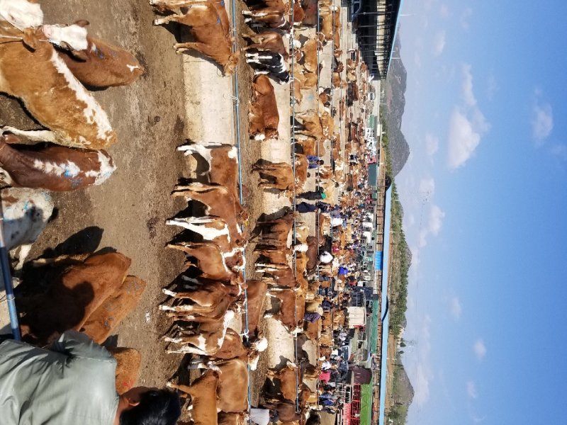 肉牛