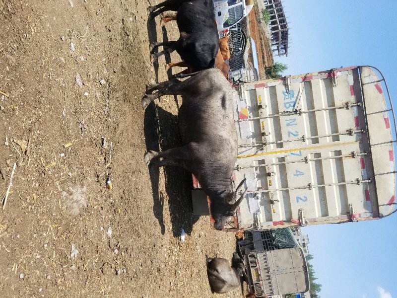 肉牛
