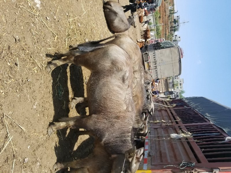 肉牛