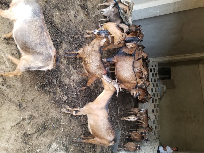 肉羊
