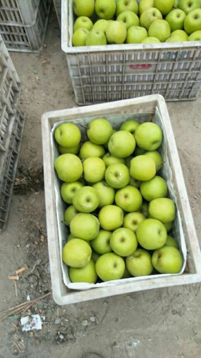 【精选】万亩翠玉梨套袋果大量上市上货快价格美丽大吨位供应