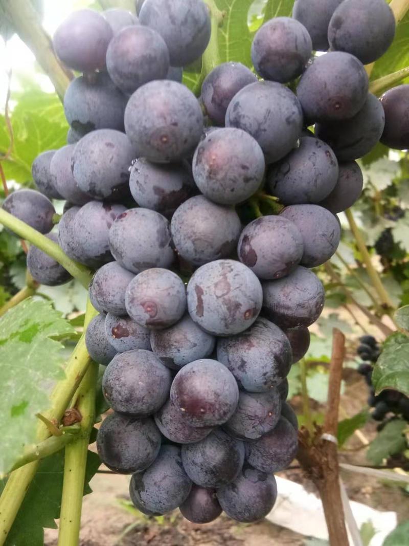 陆地夏黑葡萄头茬葡萄万亩基地直发量大从优保质保量
