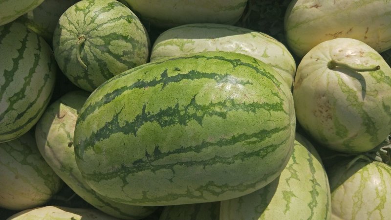 新疆西瓜代办、新疆西瓜、吐鲁番-哈密-昌吉西瓜，金城五号