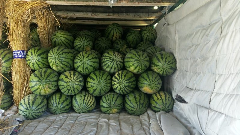 新疆西瓜代办、新疆西瓜、吐鲁番-哈密-昌吉西瓜，金城五号