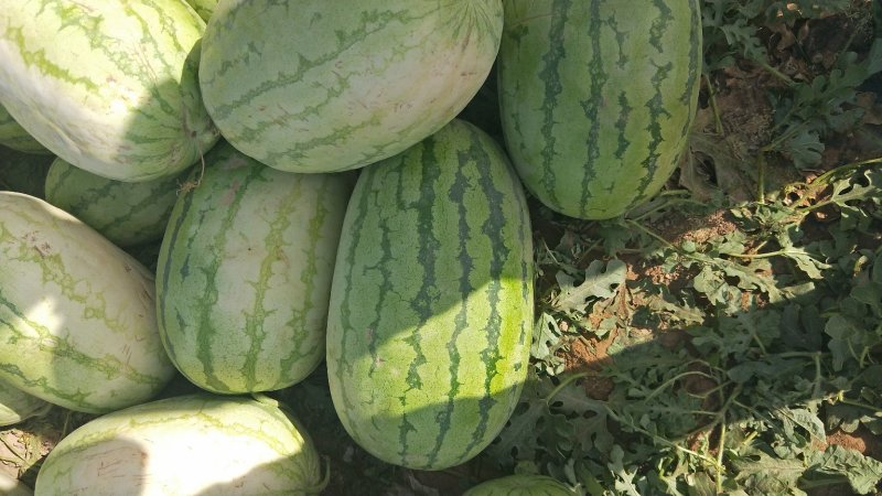 新疆西瓜代办、新疆西瓜、吐鲁番-哈密-昌吉西瓜，金城五号