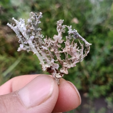 鹿角菜又名石花菜高海拔自然生长野生鹿角菜干菜两斤包邮