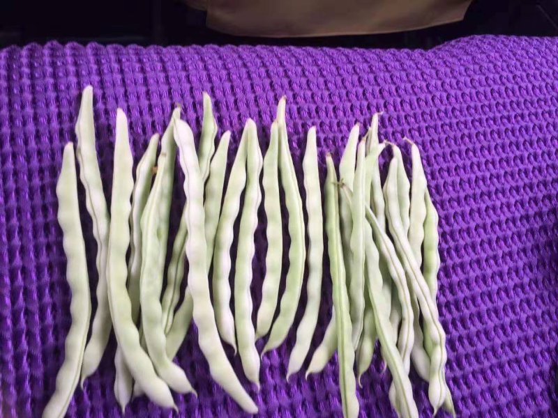豆角