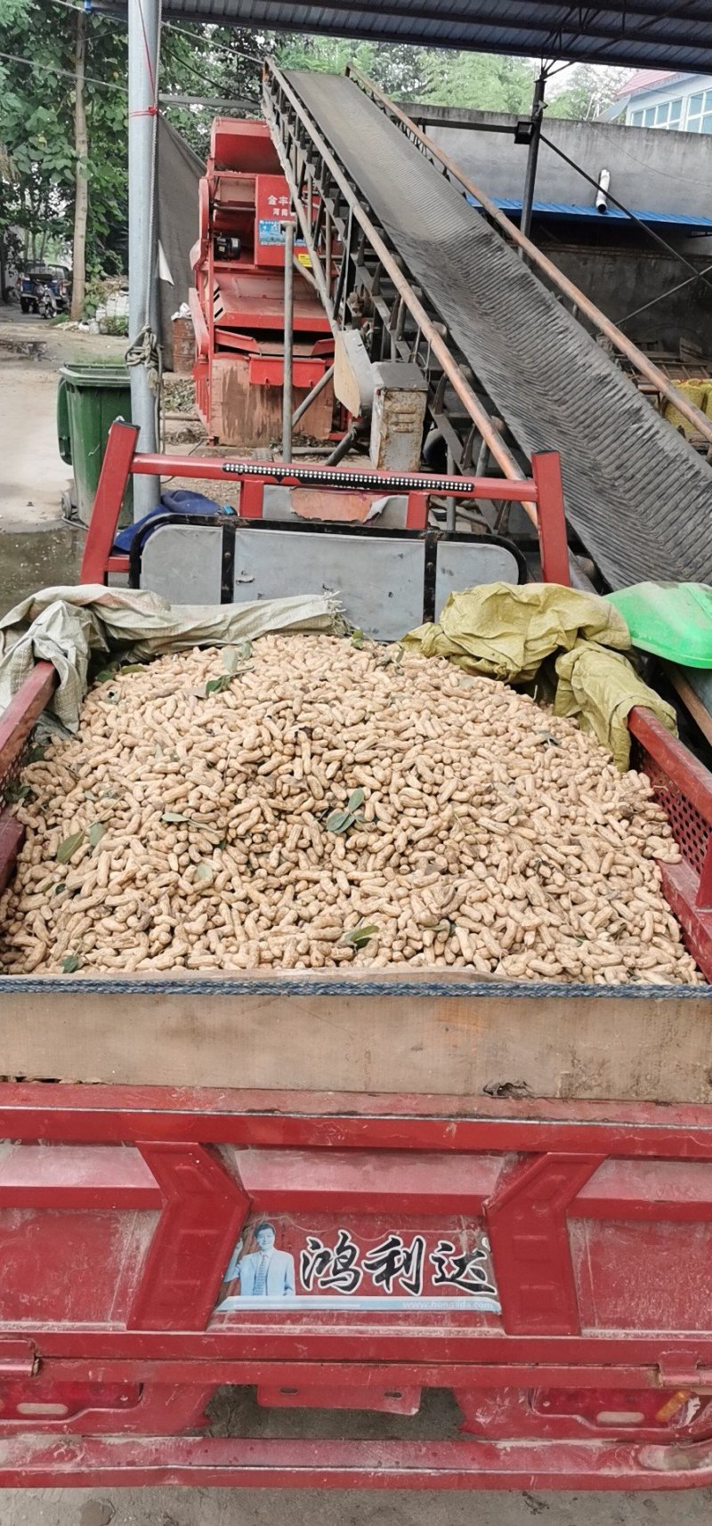 湖北襄阳四粒红鲜花生已经大量上市了沙土地种植籽粒饱满干净