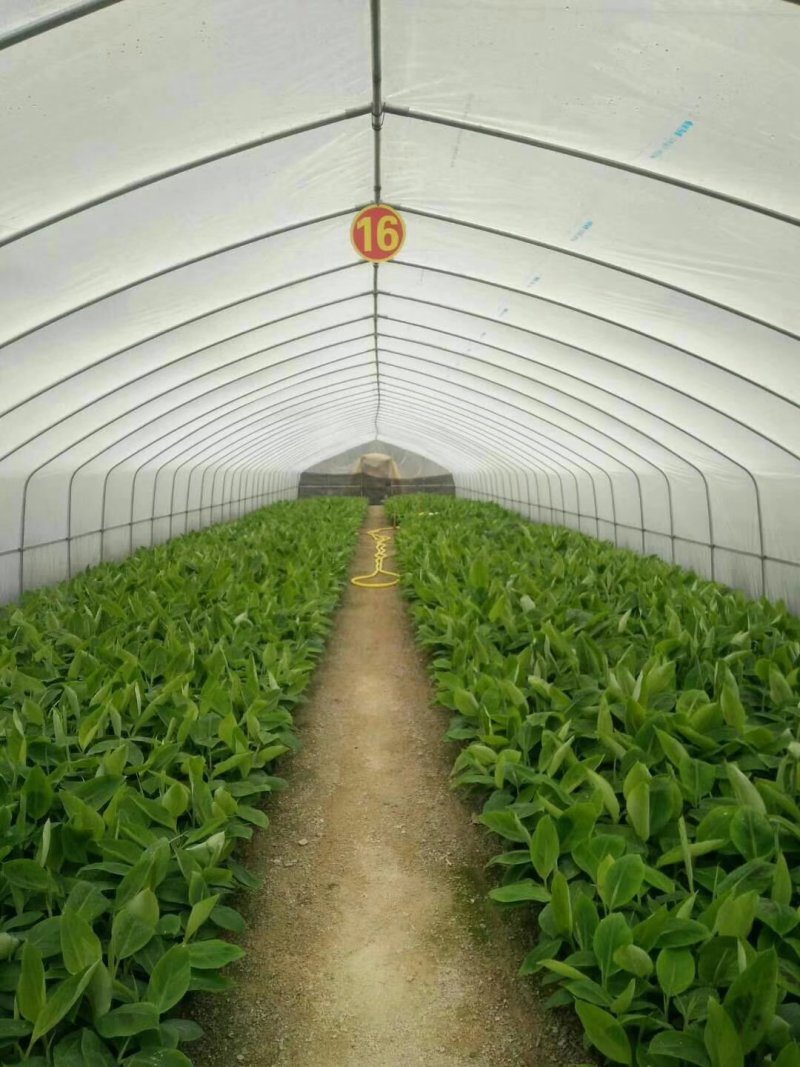 香蕉苗粉蕉苗高产好种易活当年结果
