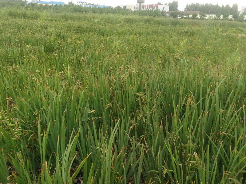 水葱香蒲黄菖蒲千屈菜